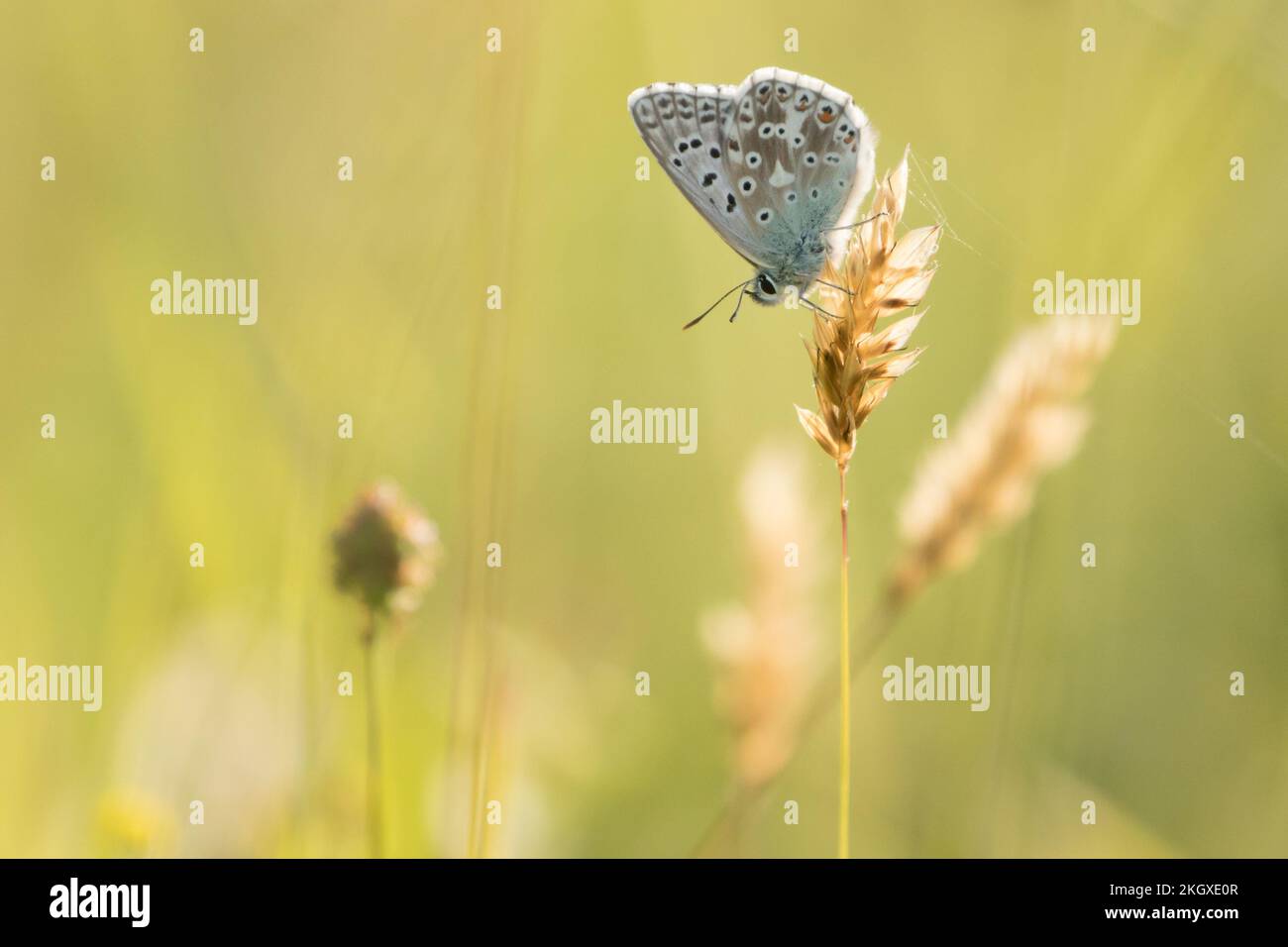 Farfalla blu di Chalkhill (Polyommatus coridon) appollaiata sulle erbe. Sussex, Regno Unito. Foto Stock