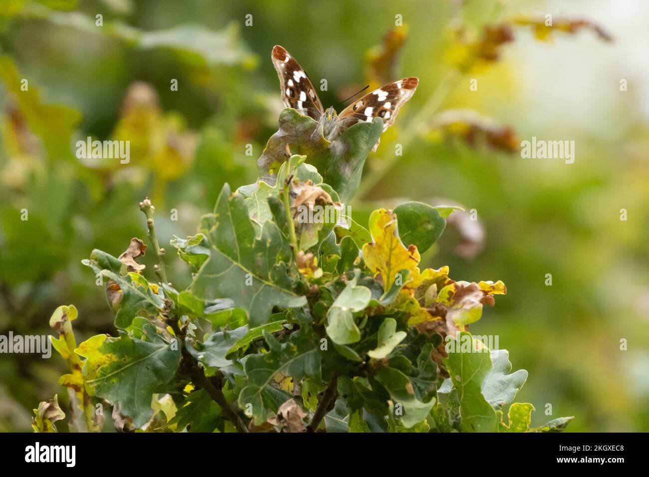Porpora Imperatore (Apatura iris) farfalla arroccata in quercia. Knepp Estate, Sussex, Regno Unito. Foto Stock
