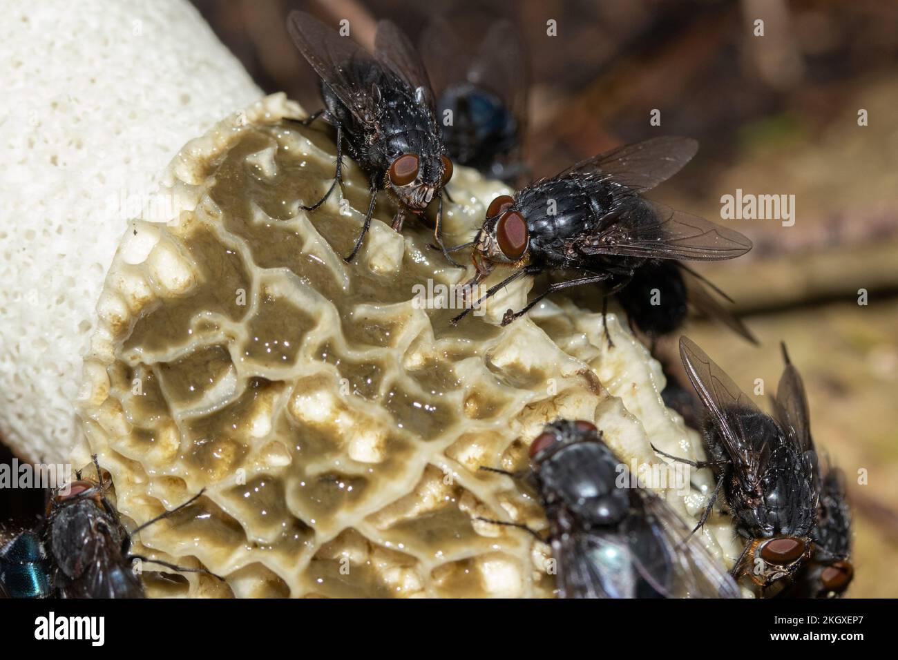 Stinkhorn (phallus impudicus) con alimentazione delle mosche. Hampshire, Regno Unito. Foto Stock