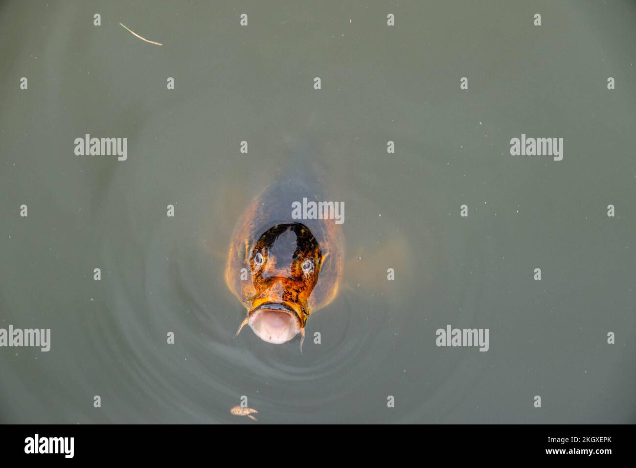 pesce carpa koi in acqua con la bocca aperta Foto Stock