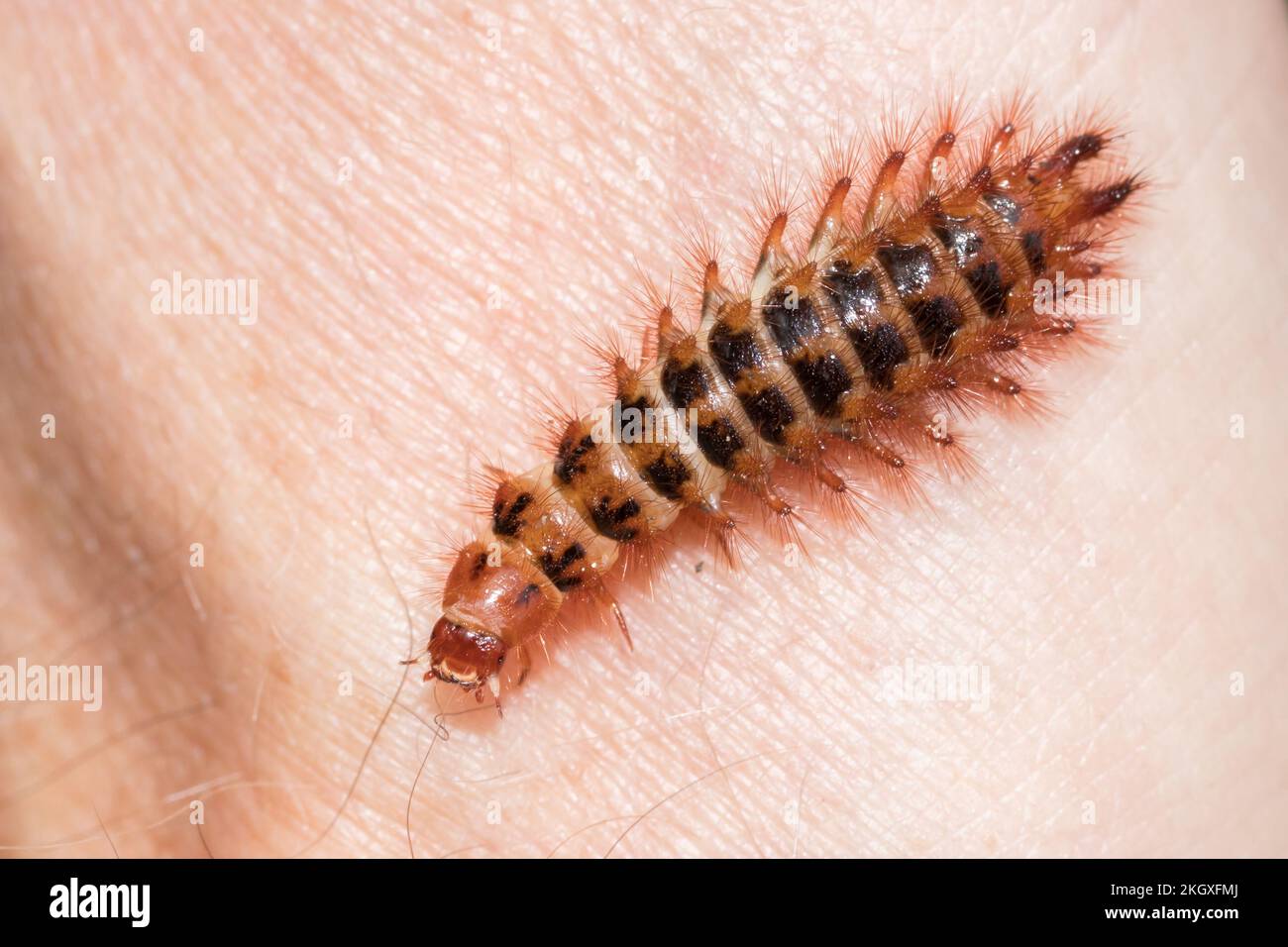 Drilus flavescens coleetle larva. Sussex, Regno Unito. Foto Stock