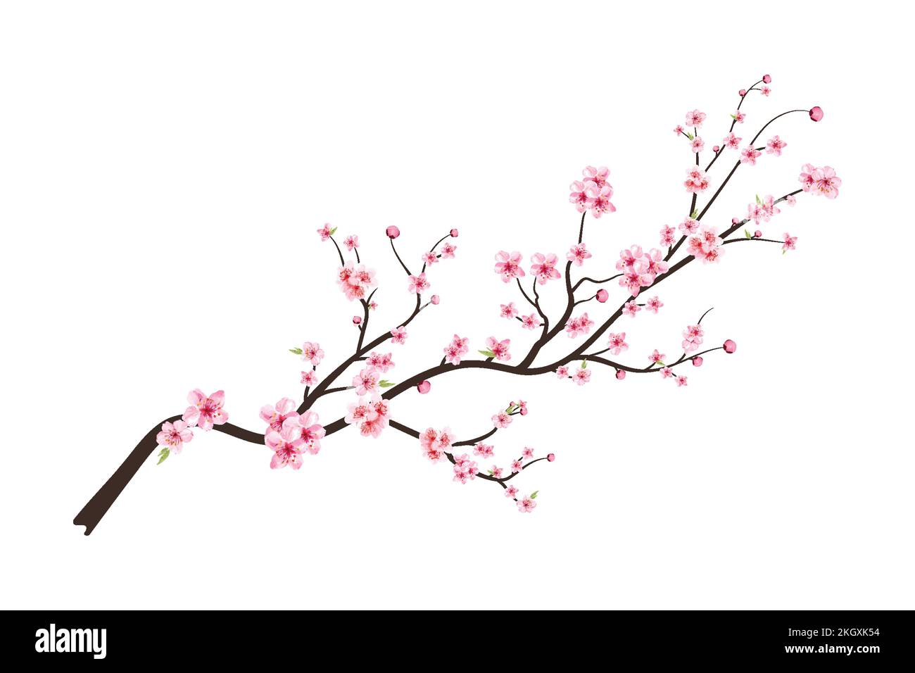 Vettore di fiori di ciliegio acquerello. Sfondo rosa sakura fiore. Sakura su sfondo bianco. Fiore ciliegio fiore vettore fioritura. Reggiseno in fiore di ciliegio Illustrazione Vettoriale