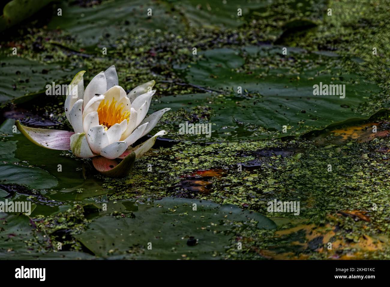 Giglio d'acqua in piena fioritura estiva Foto Stock