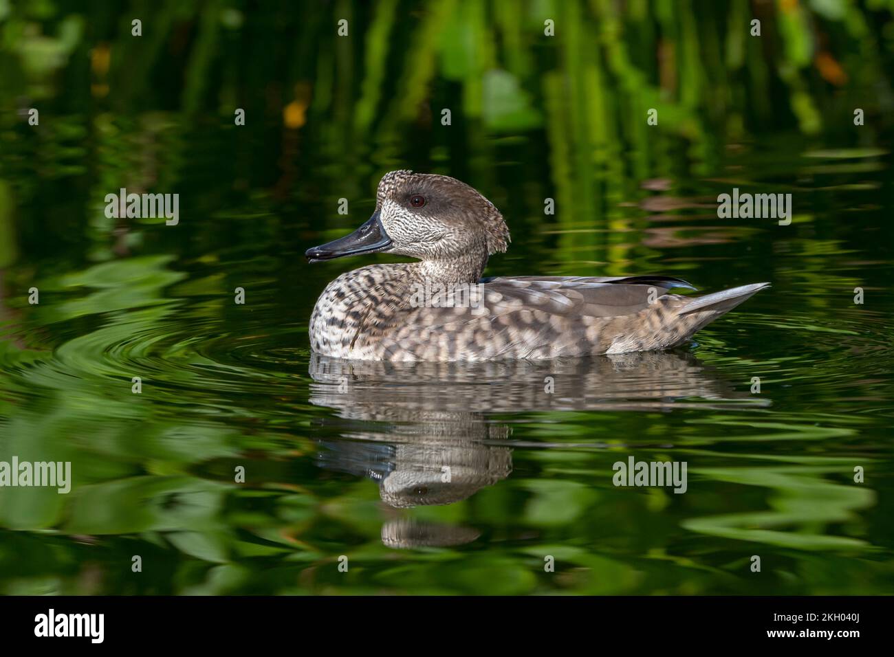 Anatra marmorizzata / teal marmorizzato (Marmaronetta angustirostris) nuoto in stagno, nativo del Sud Europa, Nord Africa, e Asia occidentale e centrale Foto Stock