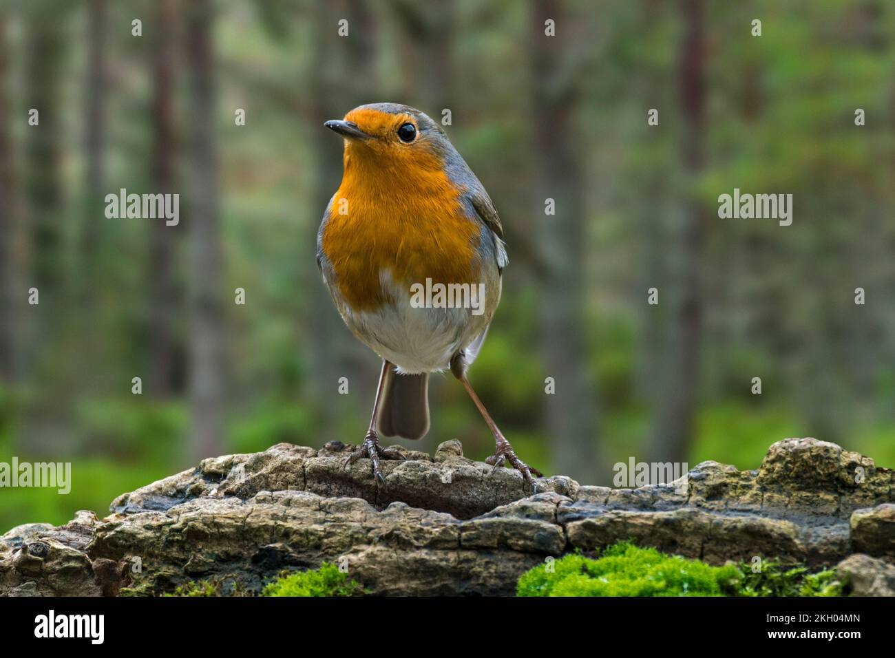 Robina europea (Erithacus rubecula) arroccata su un ceppo di albero alla ricerca di insetti e altri invertebrati in legno marcio nella foresta Foto Stock
