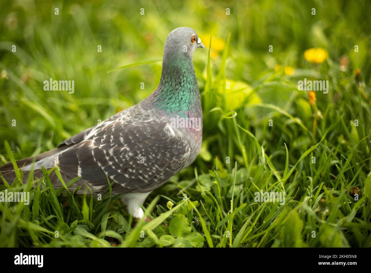 Colomba in erba. Uccello in erba verde. Colomba sulla terra. Vita degli uccelli. Dettagli della natura in estate. Foto Stock