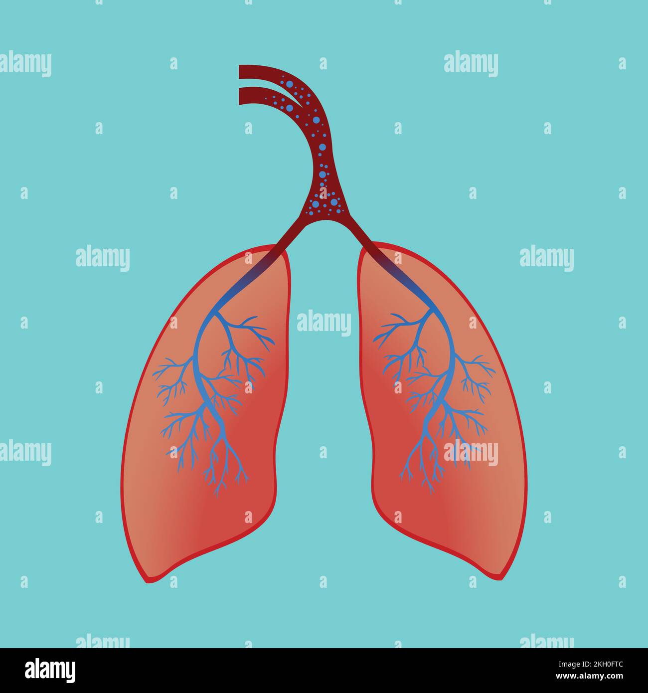 polmoni che pompano ossigeno e anidride carbonica. Concetto di anatomia umana con polmoni che respirano dentro e fuori vettore. Polmoni con tanti vasi sanguigni e dell'aria e bl Illustrazione Vettoriale