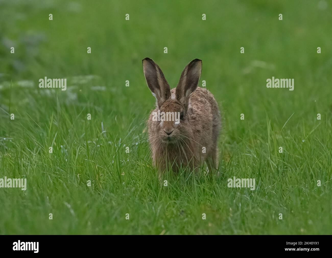 Un bambino carino Brown Hare leva, testa runniung attraverso l'erba in un prato contadino . Suffolk, Regno Unito Foto Stock