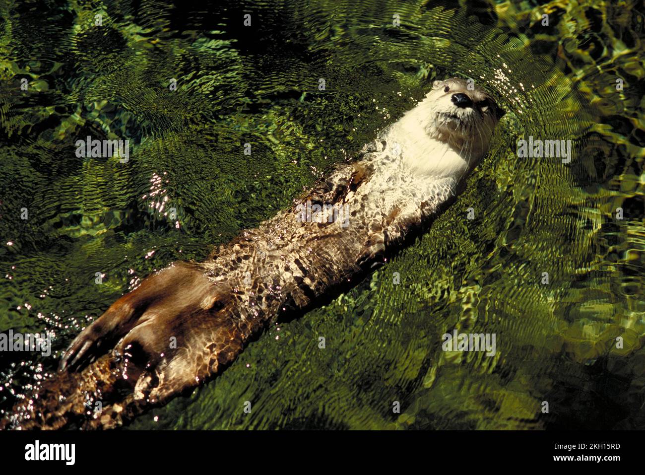 Un fiume Otter, Lontra canadensis, nuoto in acqua pulita Foto Stock