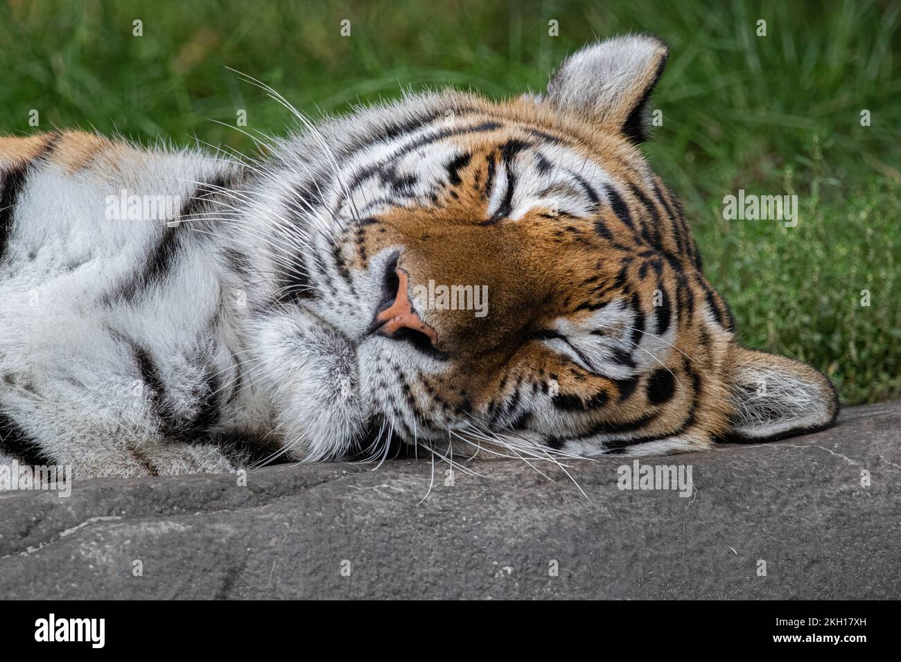 Una tigre amur carina che posa e dorme sulla roccia Foto Stock