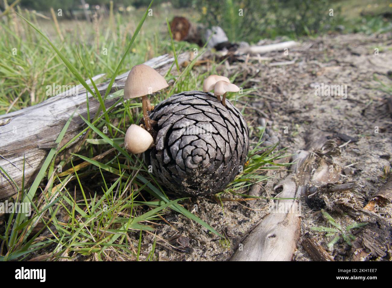 ananas con funghi e coccinella sul pavimento della foresta Foto Stock