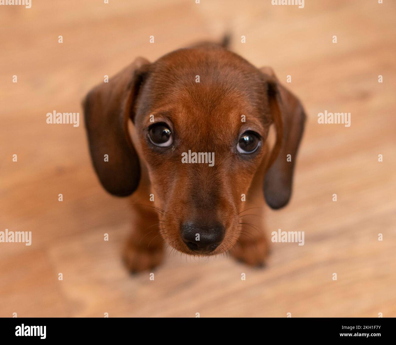 Un cucciolo di dachshund Foto Stock