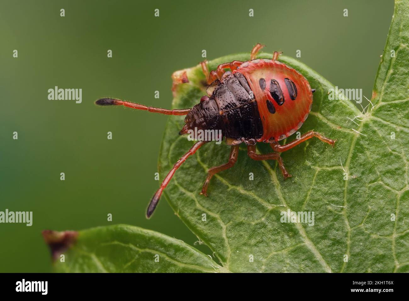Biancospino Shieldbug nymph (Acanthosoma haemorrhoidale) sulla foglia di biancospino. Tipperary, Irlanda Foto Stock