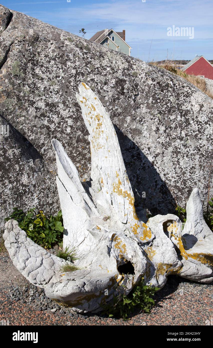 Grandi ossa bianche dell'animale marino nel villaggio di Peggy's Cove (Nuova Scozia, Canada). Foto Stock