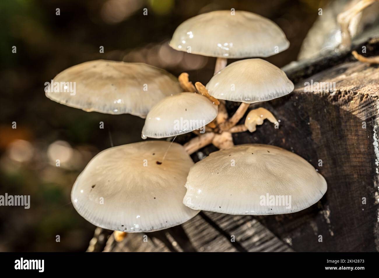 Fungo di porcellana, New Forest, Hampshire, Regno Unito. Commestibile. Foto Stock