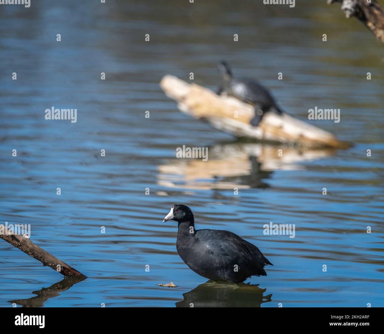 American Coot (Fulica americana) presiede alla riserva naturale del bacino di Sepulveda a Van Nuys, California. Foto Stock