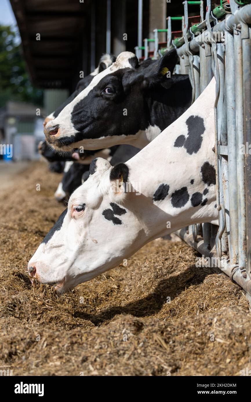 Bestiame da latte Holstien che mangia una razione mista da dietro le barriere di alimentazione, Aylesbury, Regno Unito. Foto Stock