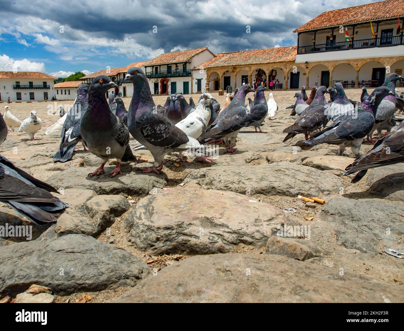 Diverse attitudini di un gregge di piccioni nella piazza principale non così pulita della città coloniale di Villa de Leyva nella Colombia centrale. Foto Stock