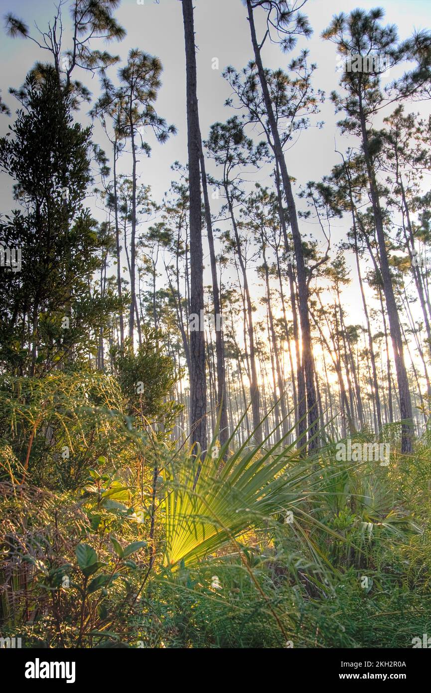 Splendido fogliame nel Parco Nazionale delle Everglades, Florida Foto Stock