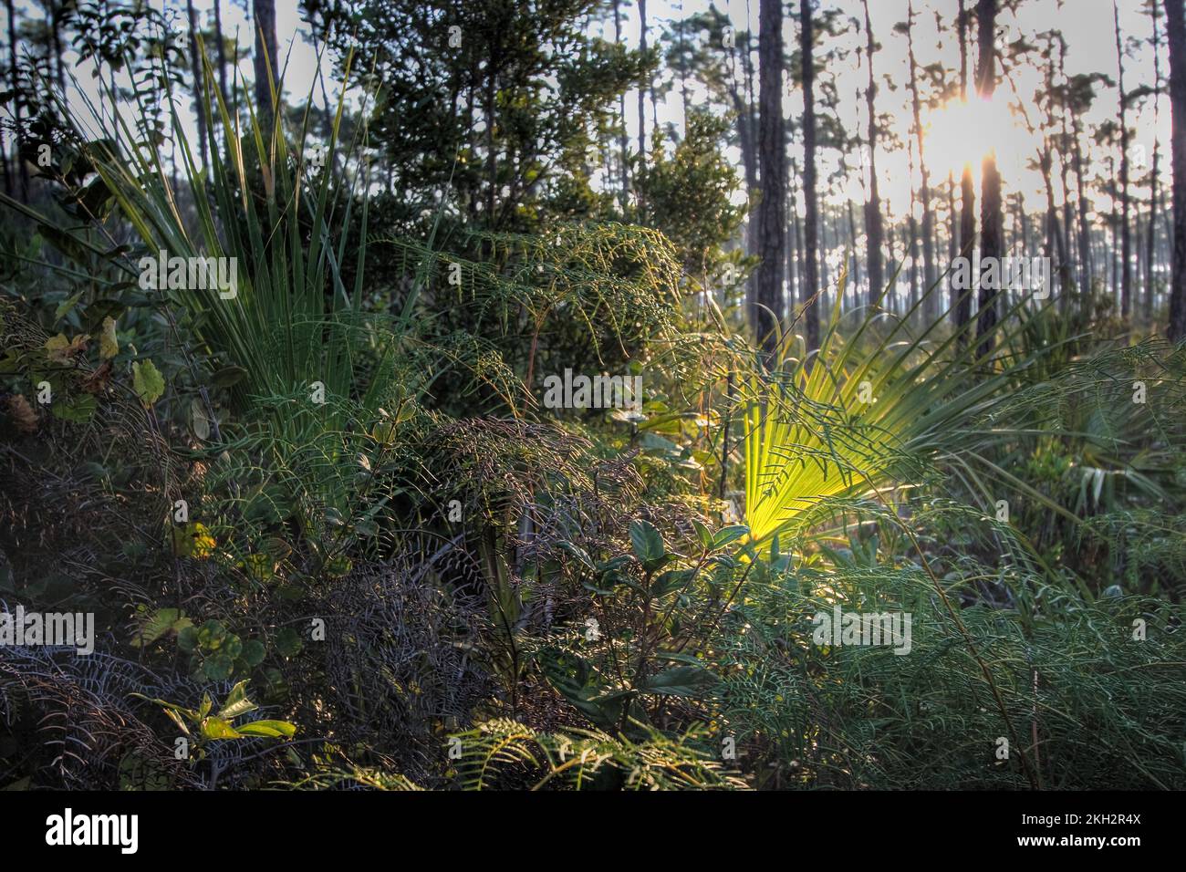 Splendido fogliame nel Parco Nazionale delle Everglades, Florida Foto Stock