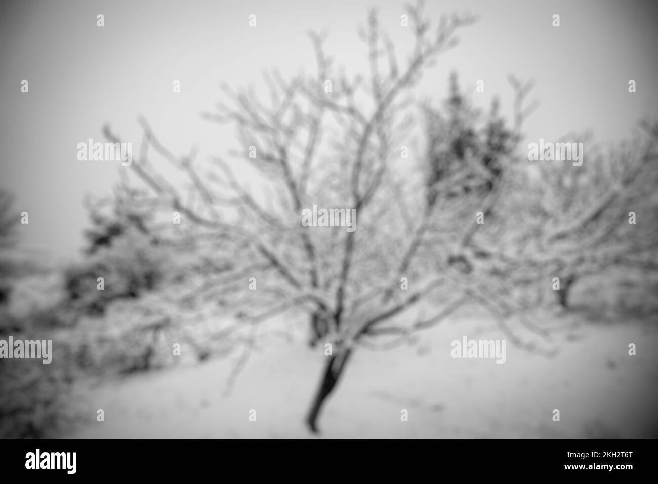 Sfondo invernale naturale e sfocato. Albero coperto di neve. Foto Stock