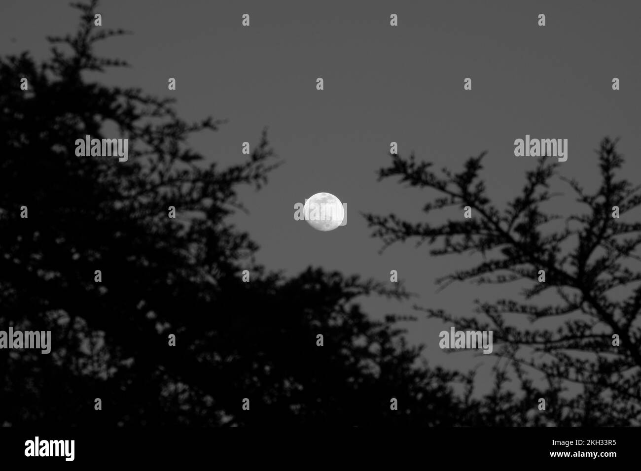 Uno scatto panoramico della luminosa luna bianca che splende nel cielo attraverso rami d'albero durante la notte Foto Stock