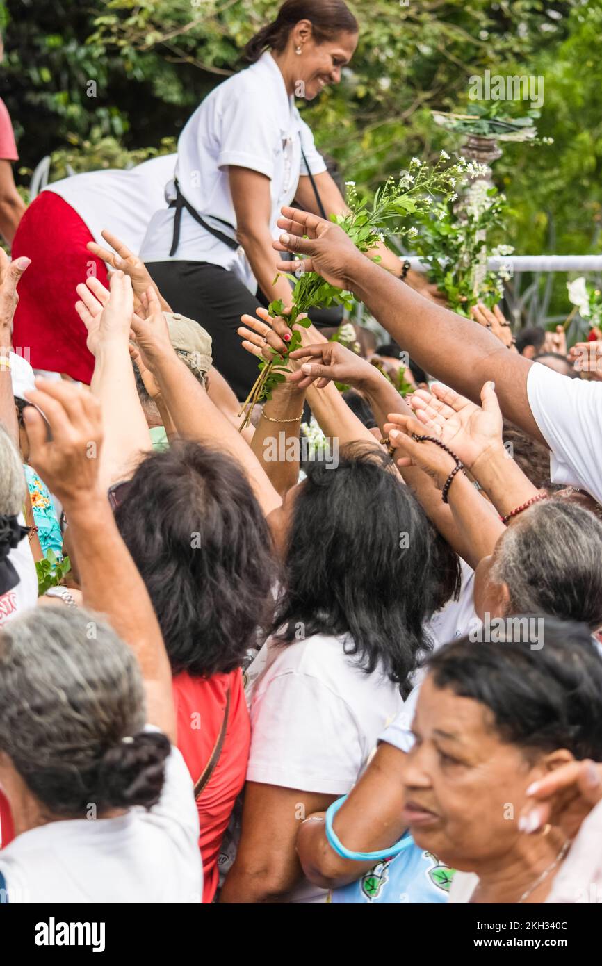 Salvador, Bahia, Brasile - 26 maggio 2016: Gli adoratori cattolici cercano di raccogliere bouquet di fiori durante la celebrazione del Corpus Cristo nella città di SAL Foto Stock