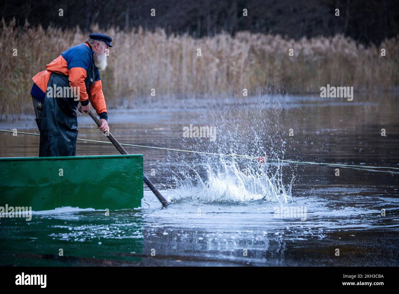 19 novembre 2022, Meclemburgo-Pomerania occidentale, Alt Schlagsdorf: Il pescatore Walter Piehl salta da una barca, guidando il pesce nella rete di trascinamento. Colpendo l'acqua, i pesci dovrebbero nuotare nella rete sul lago Neuschlagsdorf. Tre settimane dopo l'inizio della stagione delle carpe, tuttavia, le carpe natalizie nel Meclemburgo non stanno ancora salendo in rete; solo la carpa e il luccio d'erba stanno battendo sugli attrezzi da pesca. Il tempo è troppo caldo e i pesci sono ancora troppo agili. Piehl, un ex pescatore d'altura di 65 anni, è uno dei pochissimi pescatori del Meclemburgo-Pomerania occidentale che catturano c Foto Stock