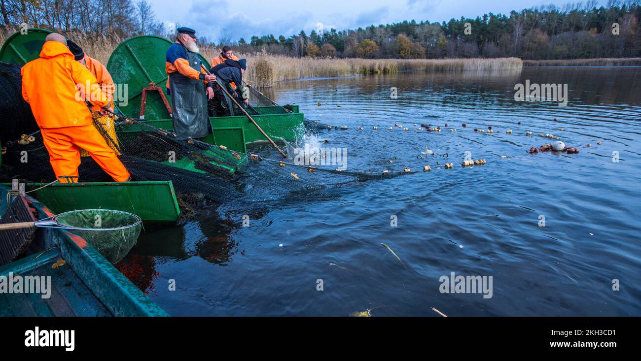 19 novembre 2022, Meclemburgo-Pomerania occidentale, Alt Schlagsdorf: Il pescatore Walter Piehl (M) scaglia da una barca e guida il pesce nella rete di trascinamento con essa. Colpendo l'acqua, i pesci dovrebbero nuotare nella rete sul lago Neuschlagsdorf. Tre settimane dopo l'inizio della stagione delle carpe, tuttavia, le carpe natalizie nel Meclemburgo non stanno ancora salendo in rete; solo la carpa e il luccio d'erba stanno battendo sugli attrezzi da pesca. Il tempo è troppo caldo e i pesci sono ancora troppo agili. Piehl, un ex pescatore d'altura di 65 anni, è uno dei pochissimi pescatori del Meclemburgo-Pomerano occidentale Foto Stock