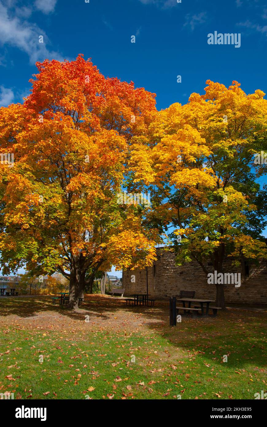 Alberi in colori autunnali nel piccolo parco cittadino sul fiume Ottawa, Ottawa, Ontario, Canada Foto Stock