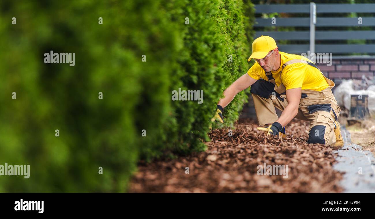 Giardiniere caucasico professionale prendersi cura di pacciame da giardino sotto una fila di Thujas piantato lungo la Fence. Paesaggio tema di giardinaggio. Foto Stock