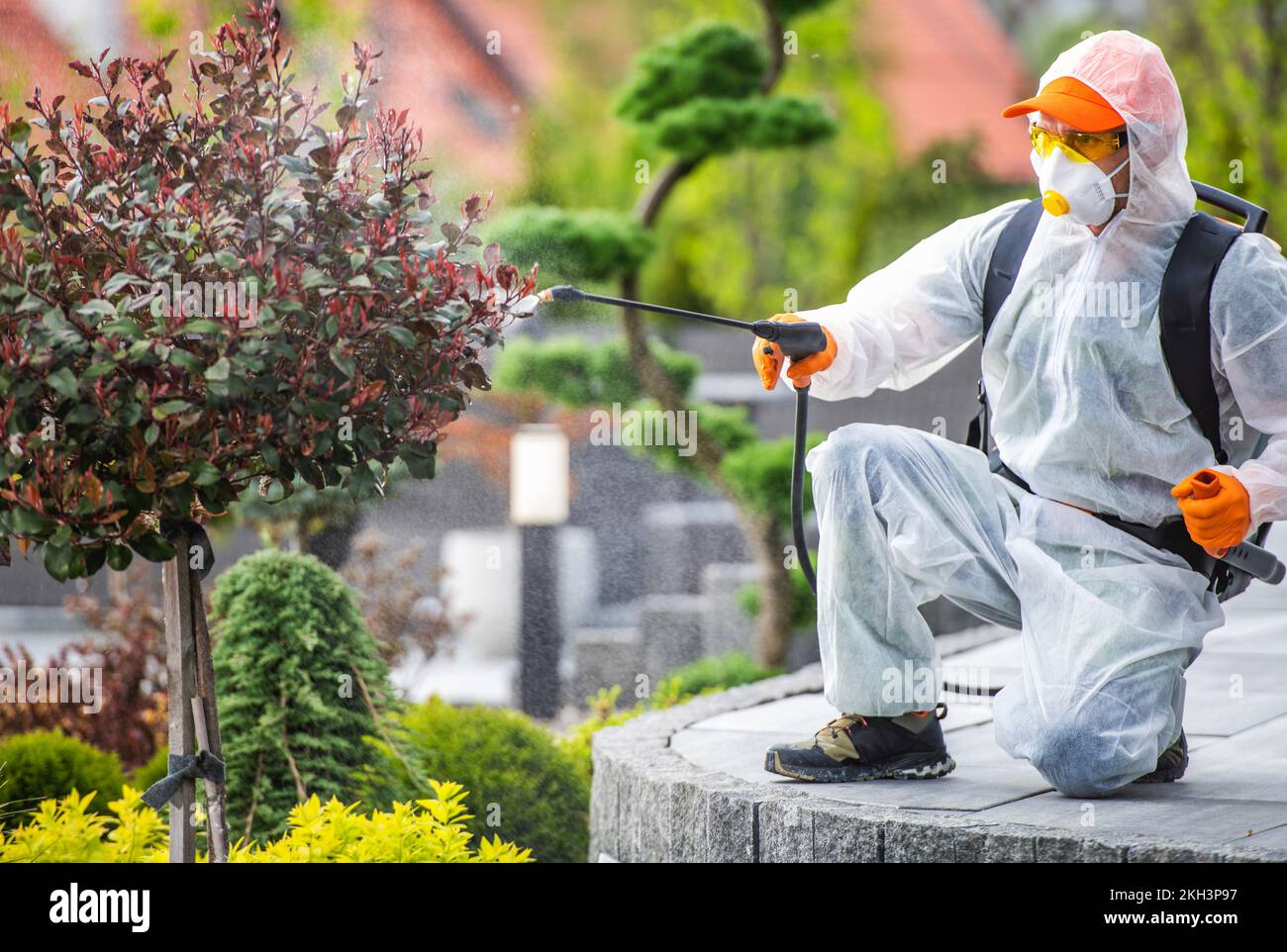 Giardiniere professionale in maschera a pieno facciale e sicurezza uniforme spruzzando pesticidi su albero decorativo nel giardino. Trattamento di peste-controllo. Foto Stock