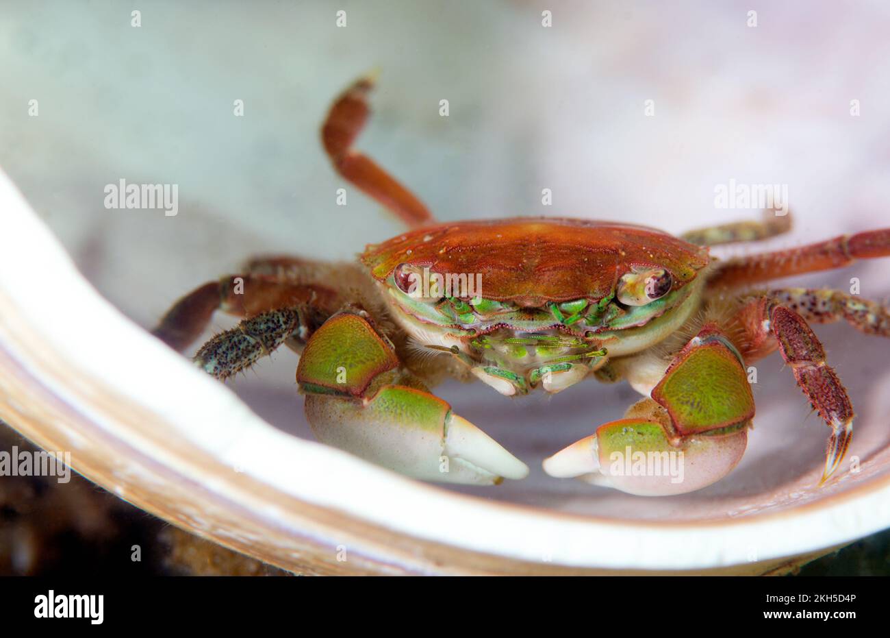 Granchio di puntello Foto Stock