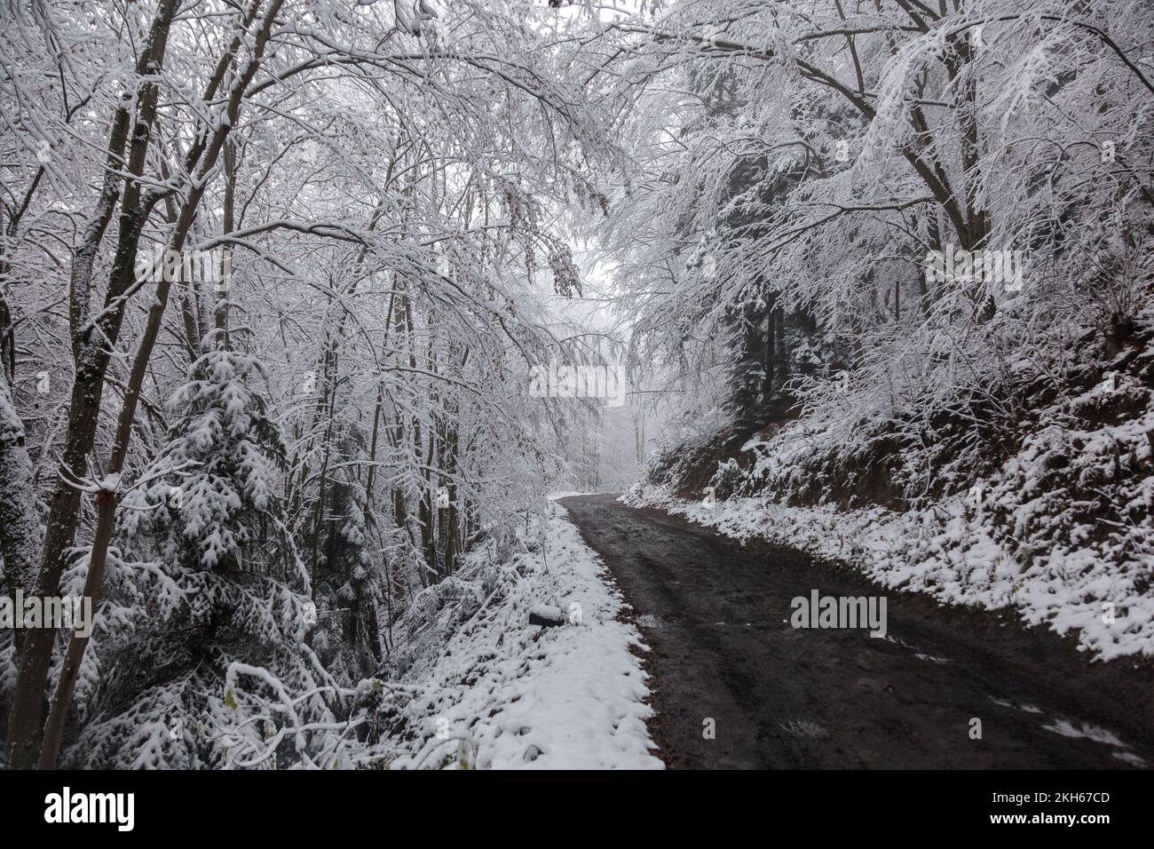 La prima neve sui rami dell'albero e la strada argillosa bagnata nella foresta invernale. Concetto di avventure all'aperto Foto Stock