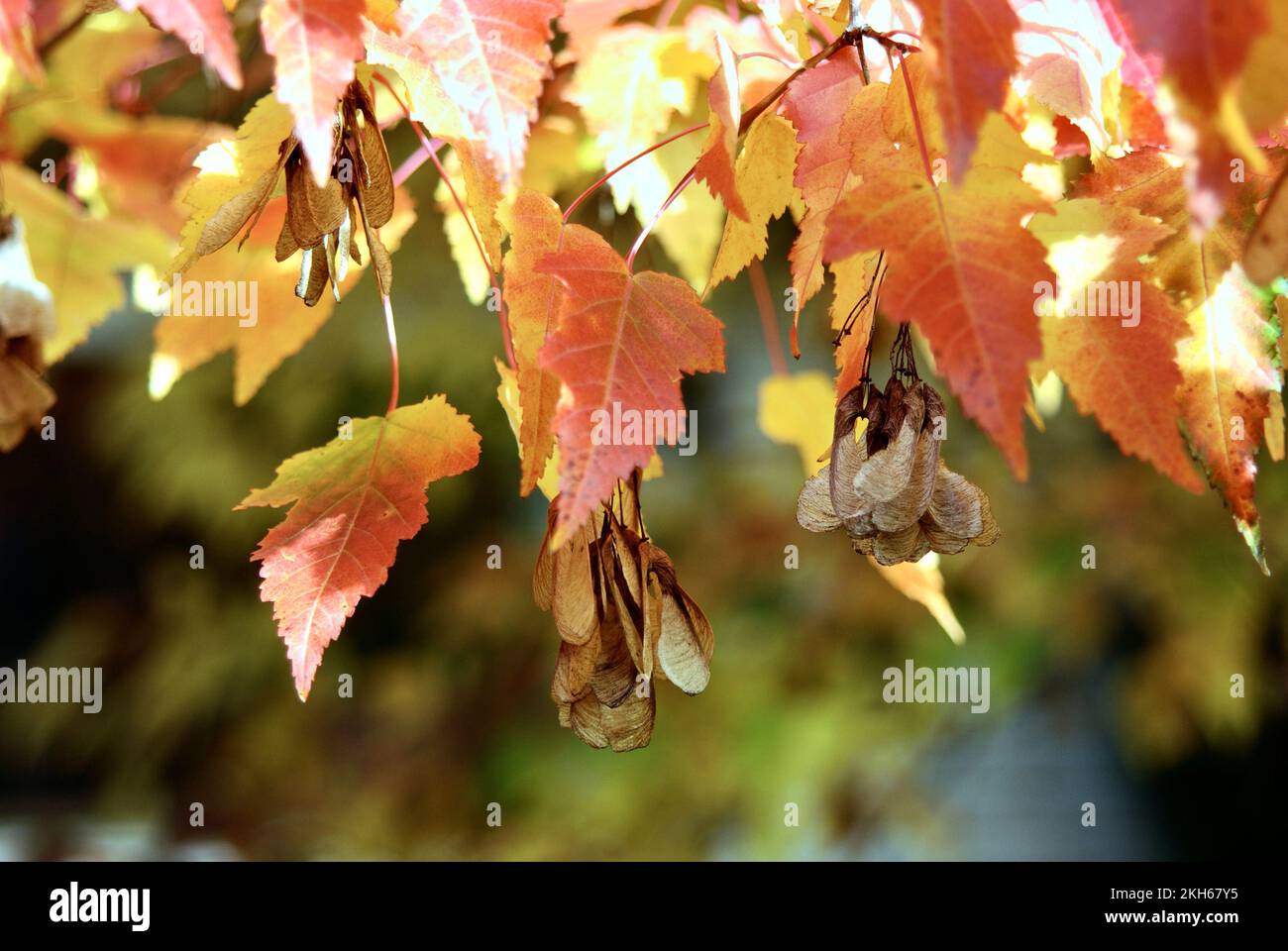 Chiavi dell'acero in autunno Foto Stock
