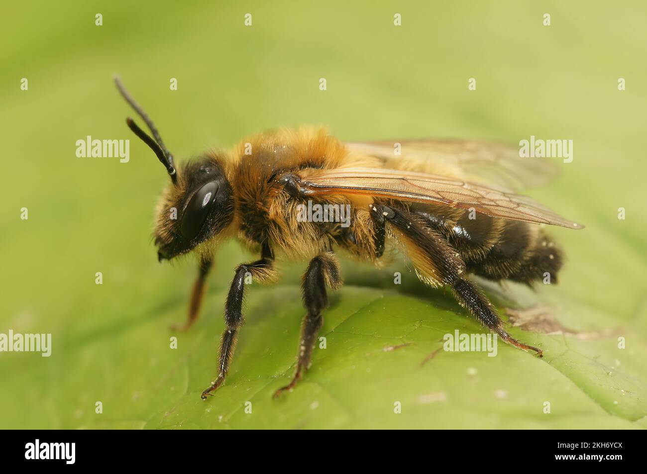 Primo piano naturale su una femmina leggermente decolorata ape mineraria con patchata grigia, Andrena nitida seduta su una foglia verde Foto Stock