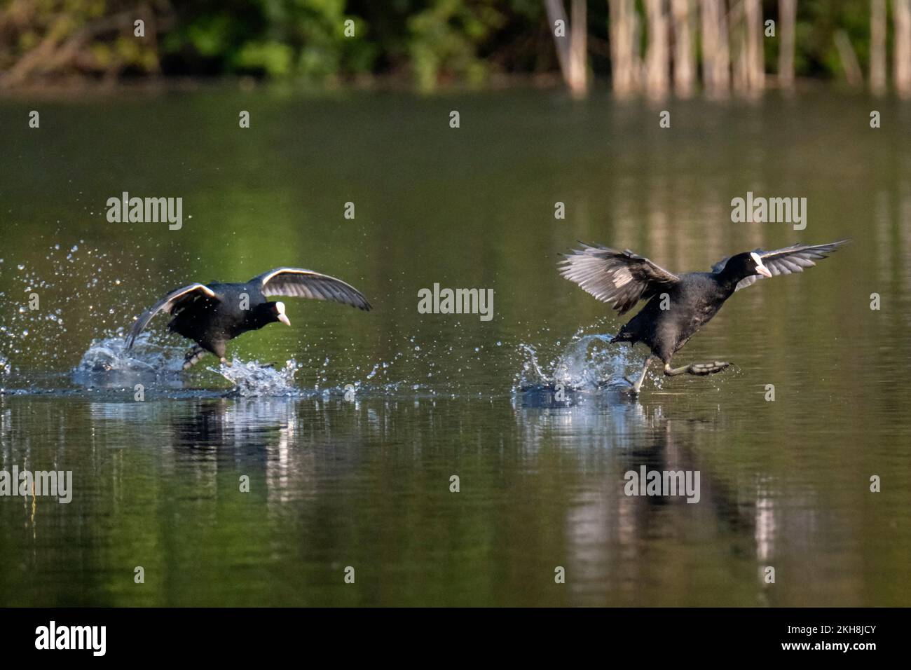 Cuochi (Fulica atra) che corrono attraverso l'acqua e combattono, New Pool, WhiteGate, Cheshire, Inghilterra, REGNO UNITO Foto Stock