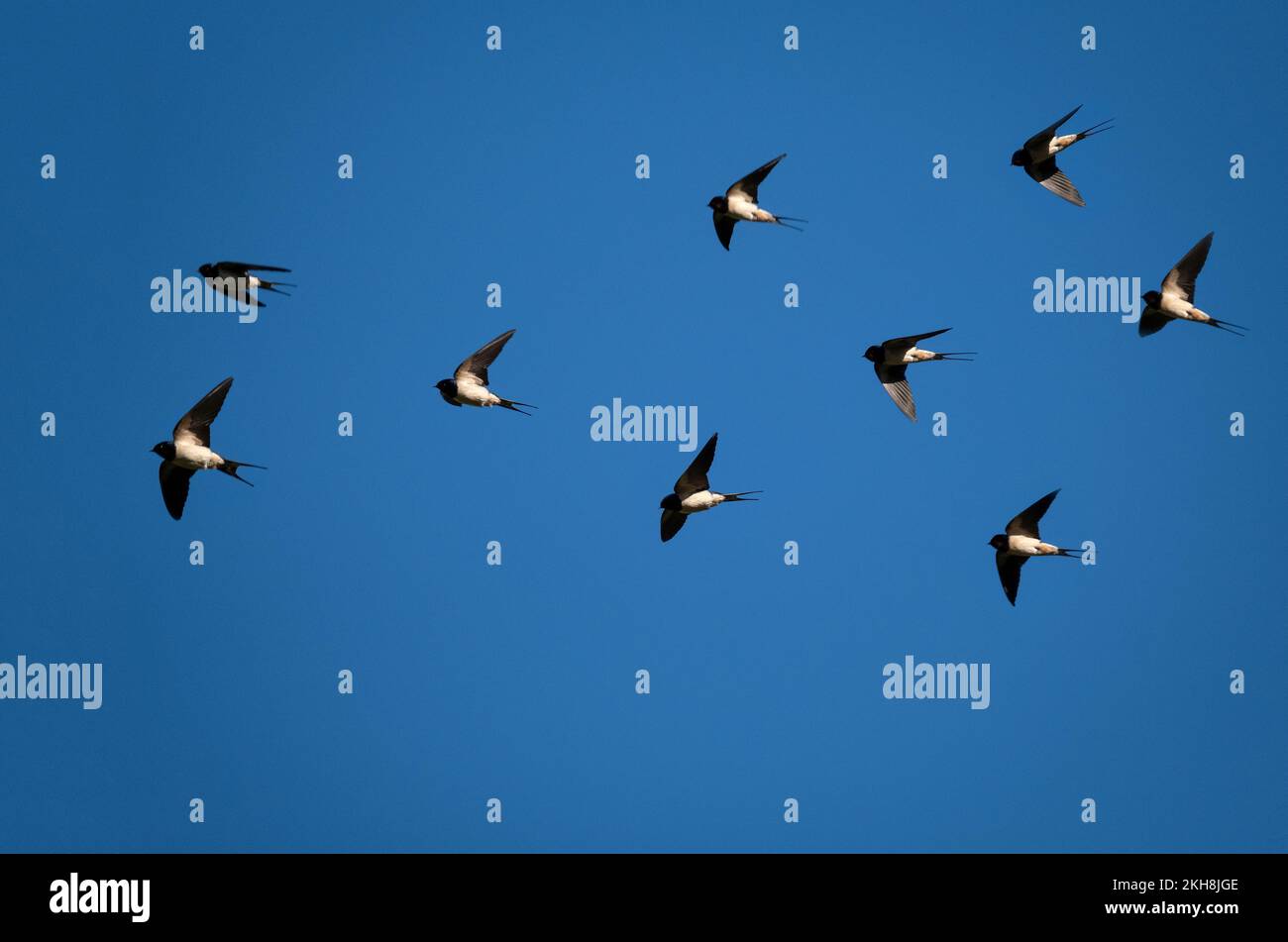 A Flight of Swallows (Hirundo rustica), Cheshire, Inghilterra, Regno Unito Foto Stock