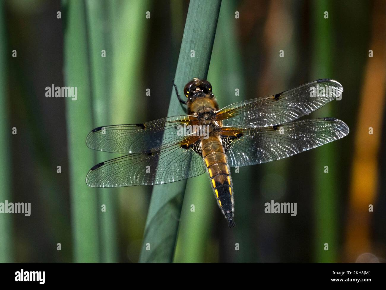 Quattro spotted Chaser Dragonfly (Libellula quadrimaculata), riserva naturale di Anderton, Cheshire, Inghilterra, Regno Unito Foto Stock
