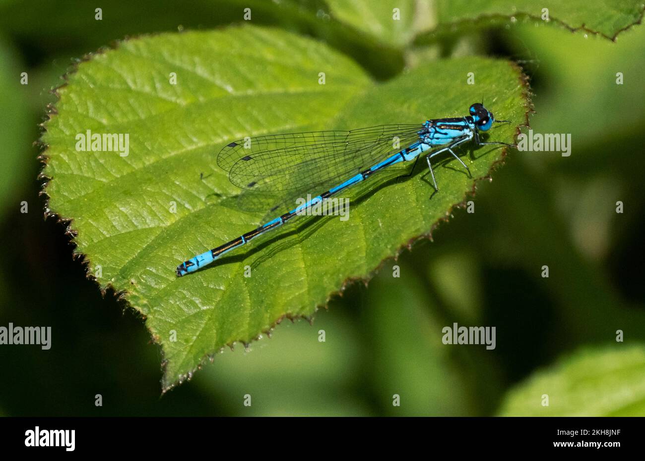 Common Blue Damselfly (Enallagma cyathigerum), Northwich Woodlands, Cheshire, Inghilterra, Regno Unito Foto Stock