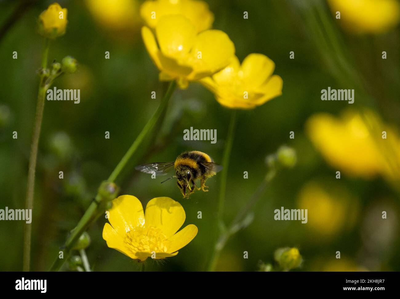 Bumblebee dalla coda bianca (Bombus lucorum) che disturba il polline tra Buttercup Meadow, Northwich Woodlands, Cheshire, Inghilterra, Regno Unito Foto Stock