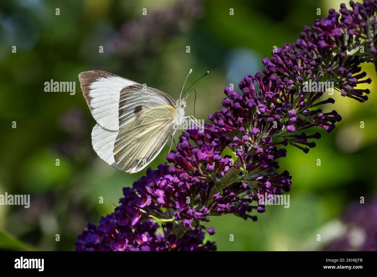 Farfalla bianca grande femmina (Pieris brassicae), Cheshire, Inghilterra, Regno Unito Foto Stock