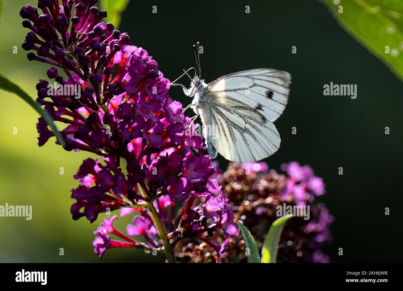 Farfalla bianca a veline verdi (Pieris napi), Cheshire, Inghilterra, Regno Unito Foto Stock