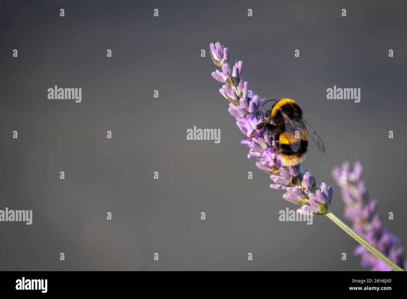 Bomble Bee (Bombus) sulla lavanda in estate, Cheshire, Inghilterra, Regno Unito Foto Stock