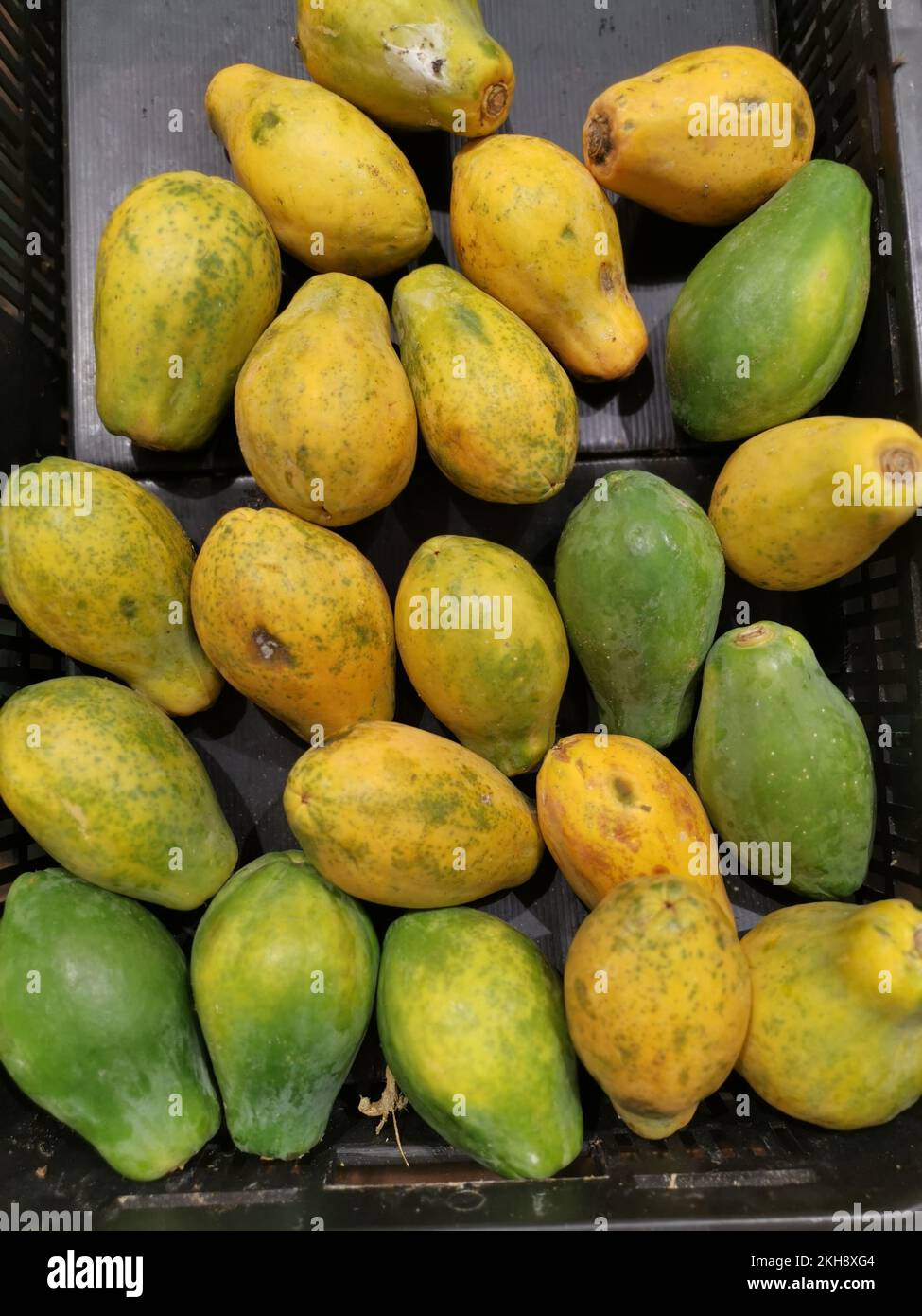 molti frutti nani di papaya. Foto Stock