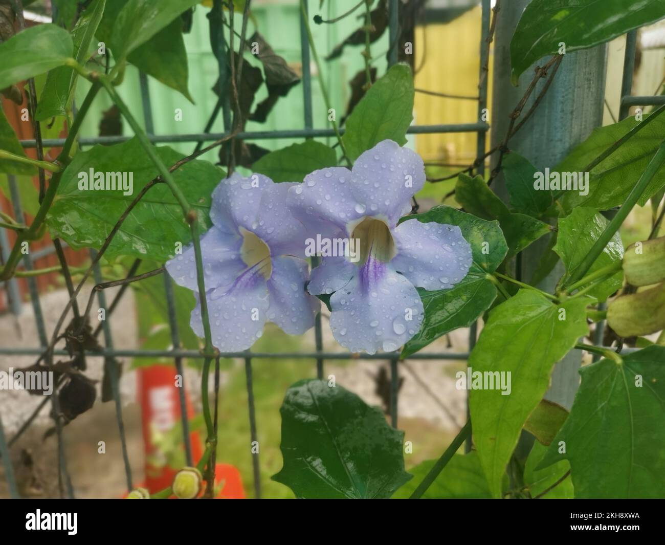girasole strisciante fiore di vite grandiflora Foto Stock