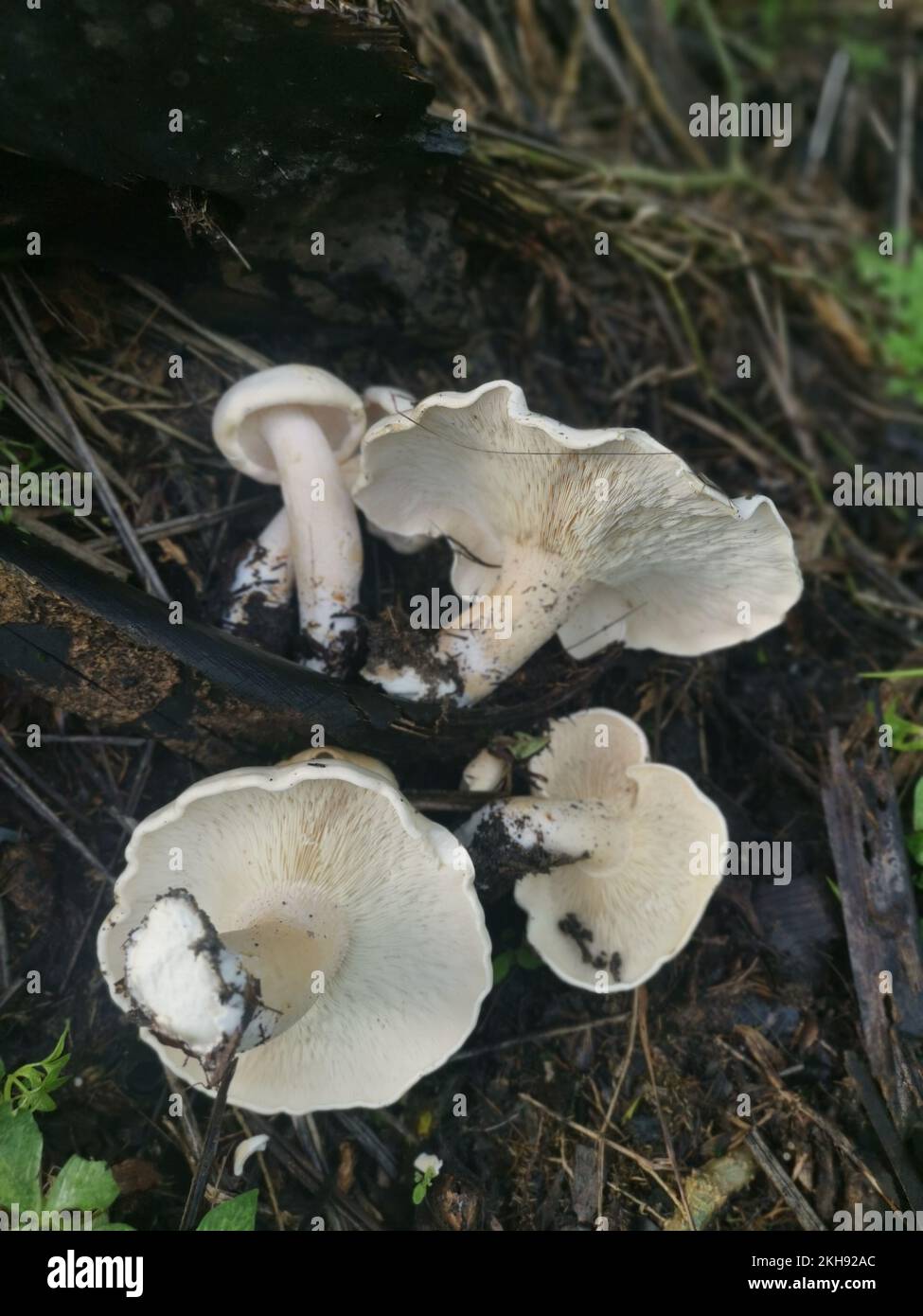 grandi funghi bianchi selvatici di leucopax sul terreno Foto Stock