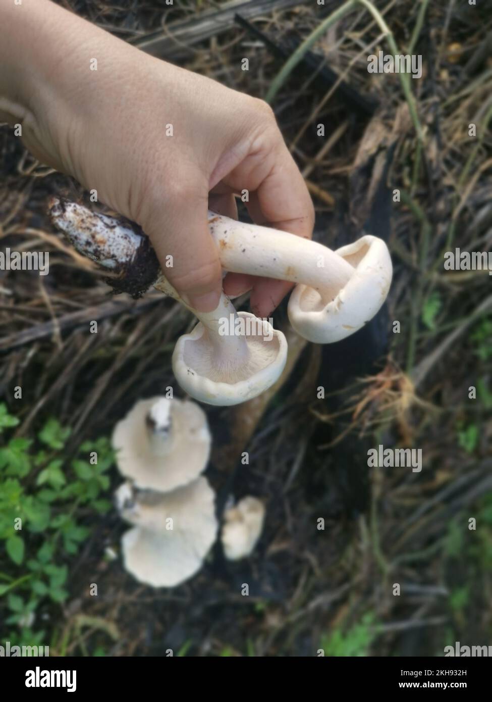 grandi funghi bianchi selvatici di leucopax sul terreno Foto Stock