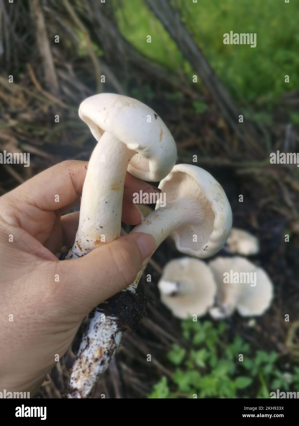 grandi funghi bianchi selvatici di leucopax sul terreno Foto Stock