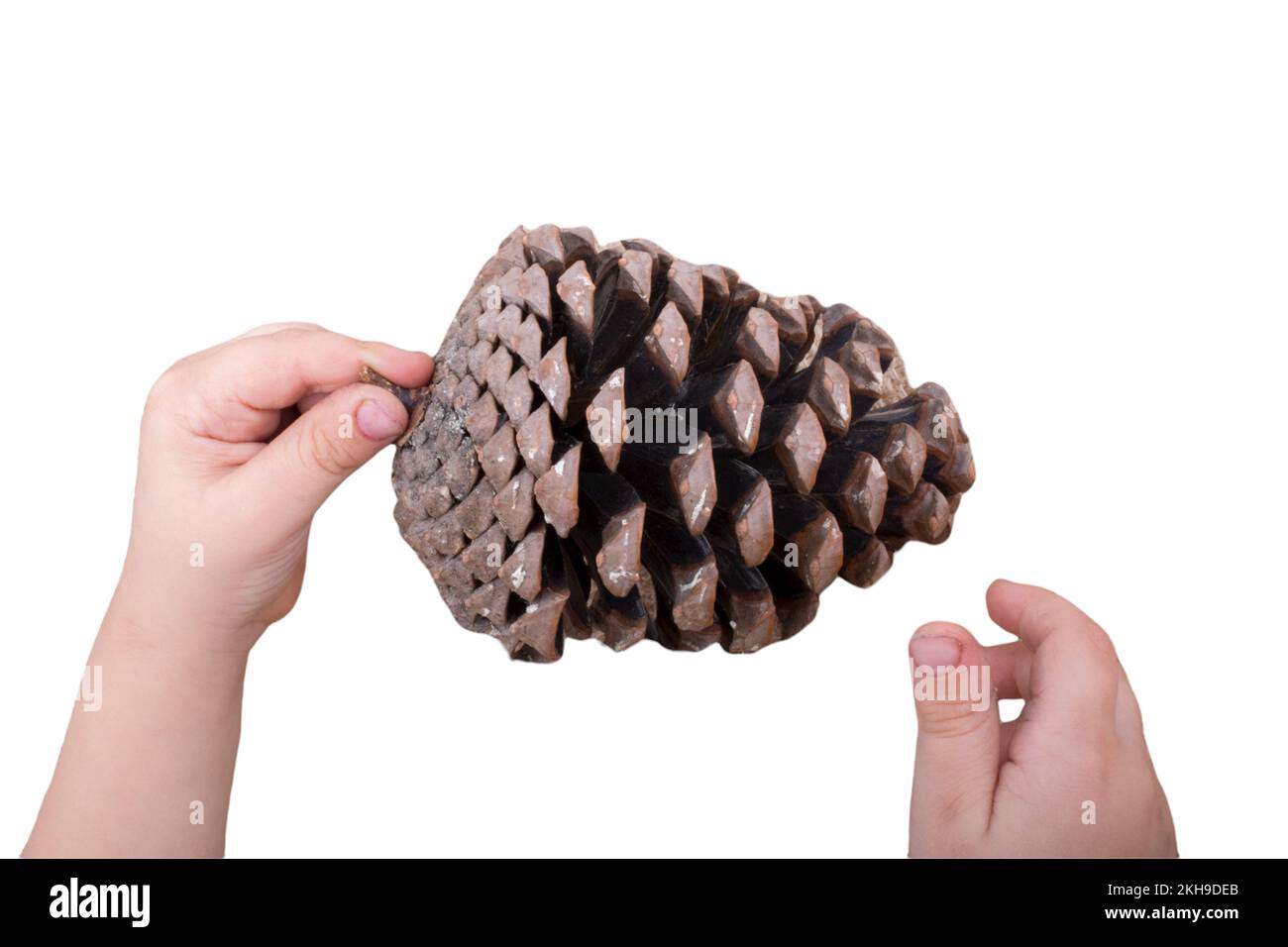 Coni di pino in mano isolati su sfondo bianco Foto Stock